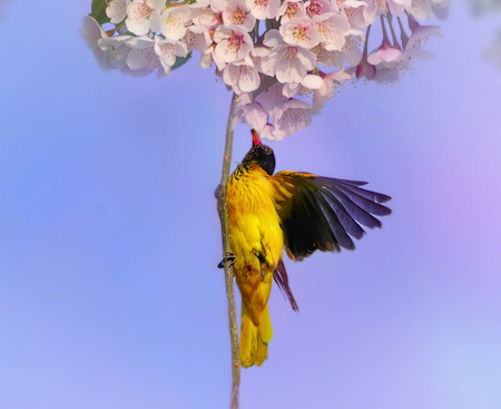 Beautiful, Bird, Flight, Flower, Flowers, Nature, Photography, Wild, Wild life, Wildlife, Wings